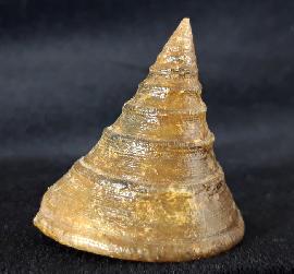 Pyrgotrochus elongatus (SOWERBY 1818) - Bild © FossNet FossilienStore